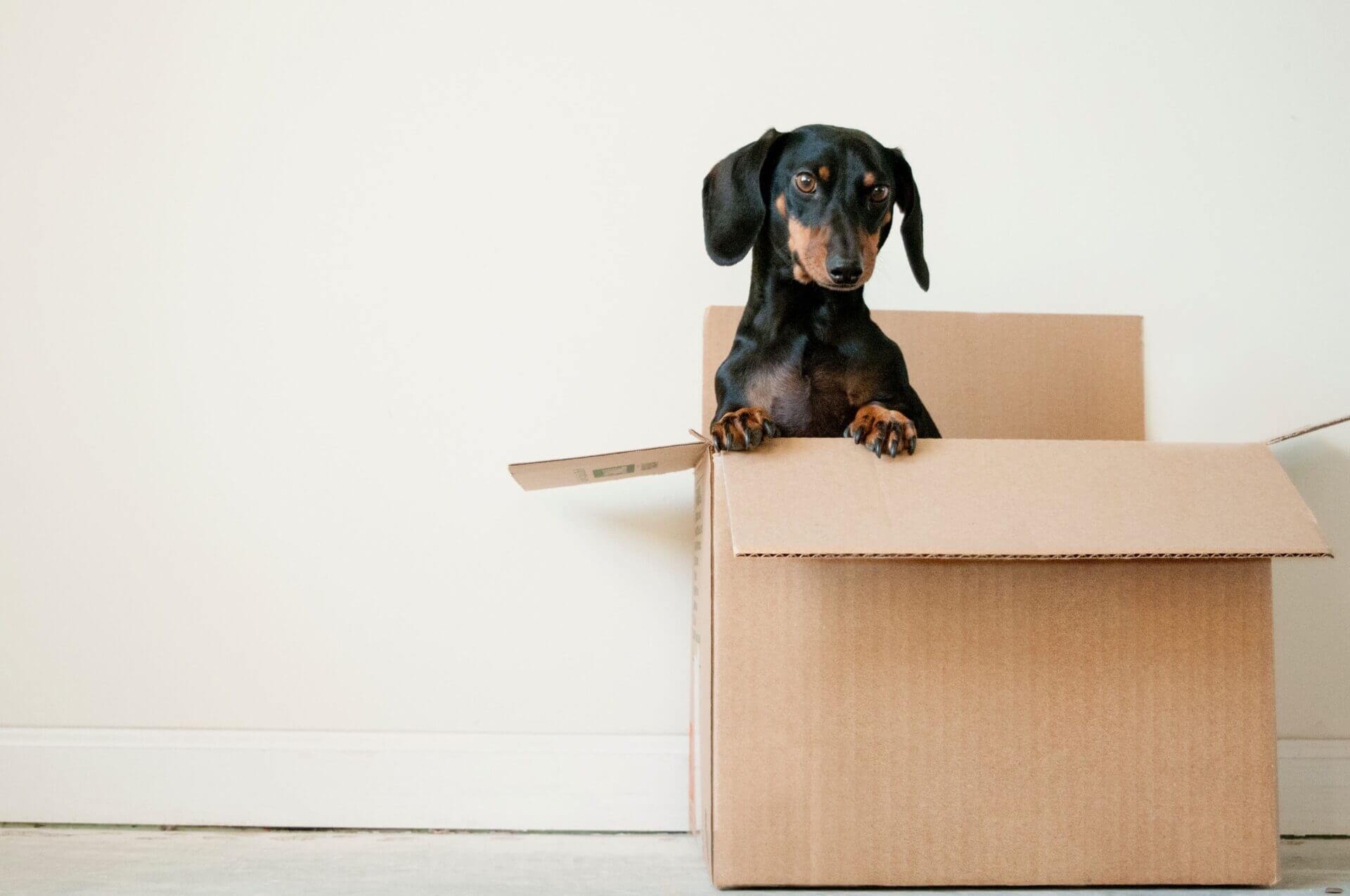 Tips for moving with pets